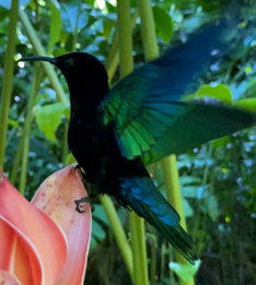 madere hummingbird